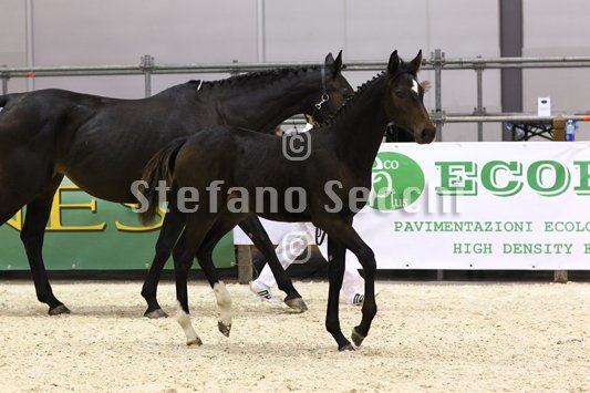 PRINCESS LIESA_MILANO_2010_SS3_7430.jpg